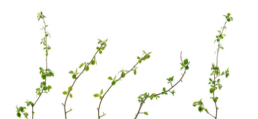 Various tree branches with many young leaves on white background