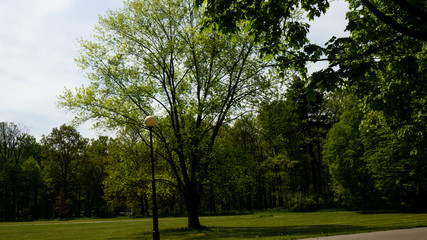 Fototapeta na wymiar Trees and alleys in the Świerklaniec park. Free entry space