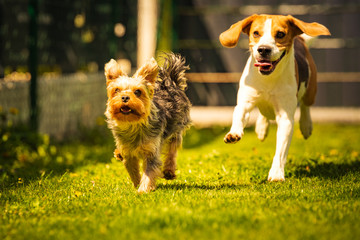 Cute Yorkshire Terrier dog and beagle dog chese each other in backyard.