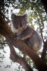 koala in tree