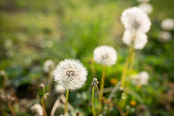 タンポポの綿毛