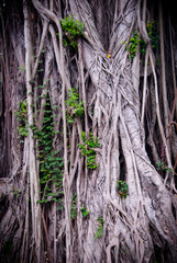 Huge tree with many vines and roots, and green leaves