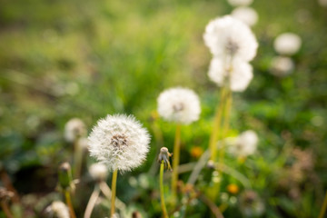 タンポポの綿毛