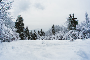 Winter landascape with snow, tree, forest, wood