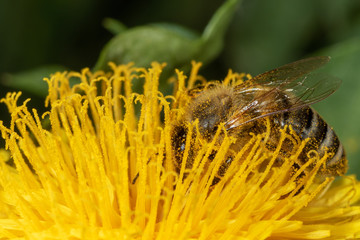 Extreme close-up view of European honey bee on the flower of Taraxacum officinale, the common dandelion
