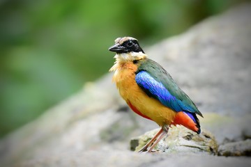 Has a black head over the eyes, wide brown stripes Green top body The feathers covering the wings of the rump and the top of the tail are bright blue.