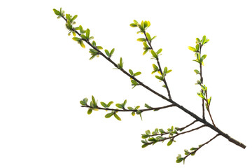 willow branch with young green leaves on a white background