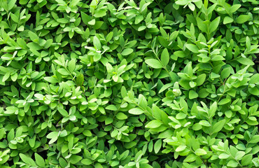 Fototapeta na wymiar Green leaves wall texture image
