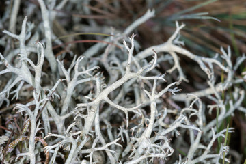 Clse-up view of the Cladonia rangiferina