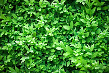 Fototapeta na wymiar Green leaves wall texture image