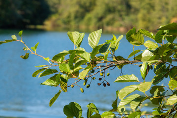Fototapeta na wymiar Branch with the leaves and fruits Alnus glutinosa, the common alder, above the river