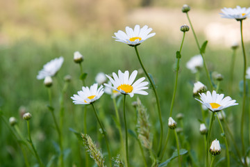 daisies in the grass