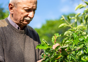 Farmer checking up condition of apple tree in the garden