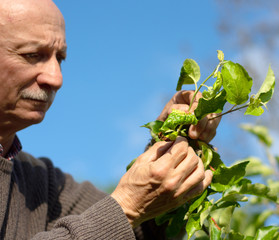 Farmer checking up condition of apple tree in the garden