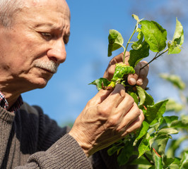 Farmer checking up condition of apple tree in the garden
