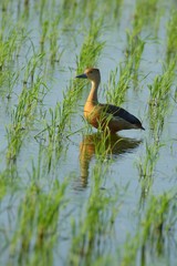 It has a gray long mouth, long neck and long legs. The forehead and middle of the crown are dark grayish brown. The head, neck and chest are greyish gray. Under the neck, 
