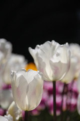 Tulip season. Bright fresh spring flowers tulips on blurred background. Beautiful white tulip blooming in garden. Tulips on the flower bed.