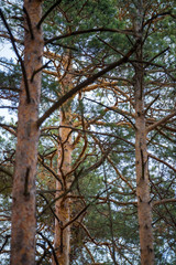trees in the park