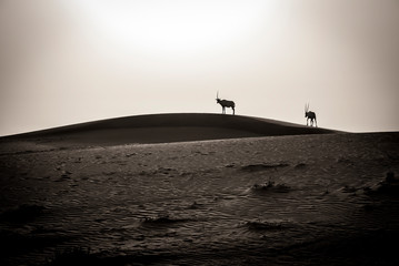 Naklejka na ściany i meble Two Arabian Oryx, silhouette against the sunset, Moving across the desert