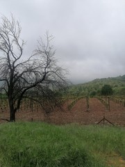 landscape with trees