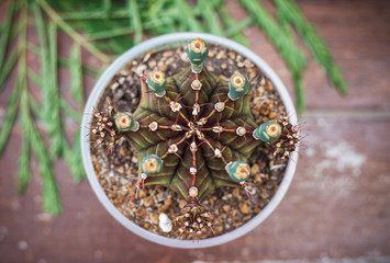gymnocalycium mihanovichii