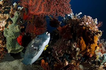 Blue-spotted Pufferfish (Arothron caeruleopunctatus) with Two Pilotfish. Dampier Strait, Raja...
