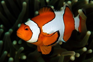 Clown Anemonefish (Amphiprion ocellaris, aka Ocallaris Clownfish) in Anemone. Triton Bay, West...