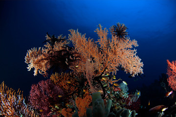 Fototapeta na wymiar Colorful Coral Reef in Misool, Raja Ampat. West Papua, Indonesia