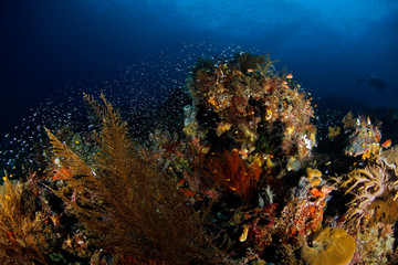 Naklejka na ściany i meble Schooling Fish over Coral Reef in Raja Ampat. West Papua, Indonesia