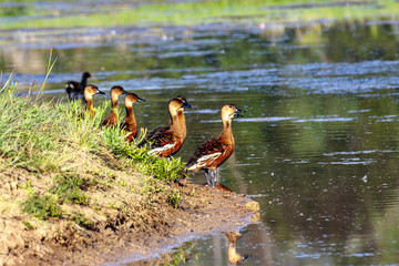 A group of Whistling Duck, Dendrocygna eytoni, by a lake, Western Australia