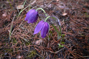 Forest flowers