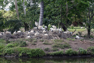 Large nesting colony, Molukken ibis, Theristicus molucca, Western Australia
