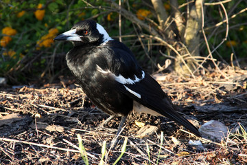 The Pied Butcherbird, Gymnorhina tibicen, excels in singing, Western Australia