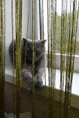 cat on the windowsill behind the curtain