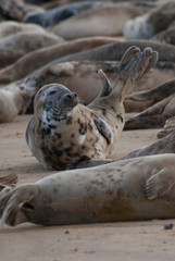 Seals on the beach, Horsey, Norfolk, UK