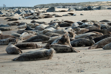 Seals on the beach, Horsey, Norfolk