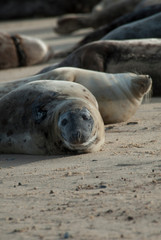 Seals on the beach, Horsey, Norfolk