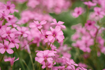 Artichoke wood sorrel purple flowers and green leaves，Oxalis corniculata