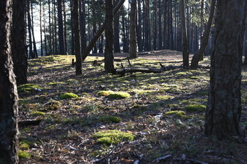Pine trees in the forest