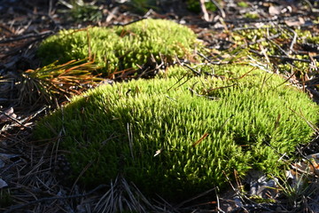 forest moss