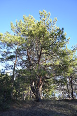Pine trees in the forest