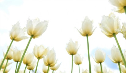 Beautiful white tulips and sky in the background. June