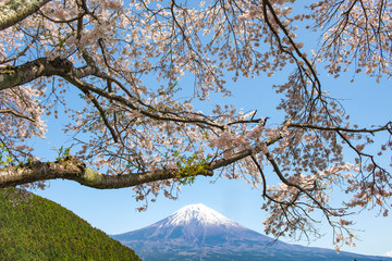 Fuji mountain and Pink Sakura Branches in Spring at Tanuki Lake, Fujinomiya, Shizuoka, Japan