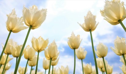 Beautiful white tulips and sky in the background. June