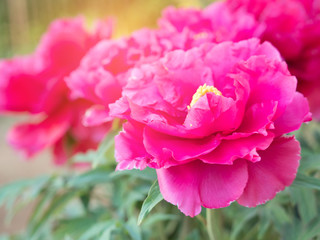 Pink peonies and red peonies flower bloom in peonies garden.