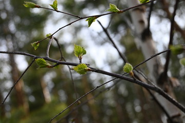 the branches of a tree