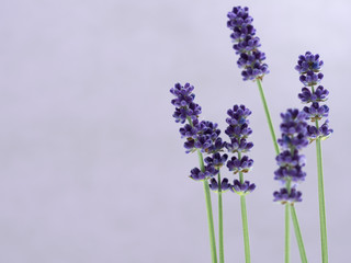 lavender flowers isolated on white background