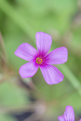 Artichoke wood sorrel purple flowers and green leaves，Oxalis corniculata