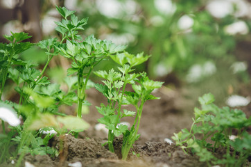 Young sprouts of parsley grow on a bed.