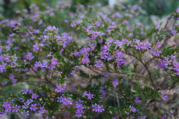 Flores lilás Érica.